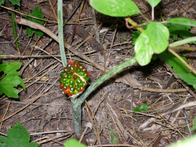 [Jack in the Pulpit 001[3].jpg]