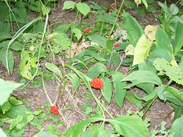 [Jack in the Pulpit 003[7].jpg]