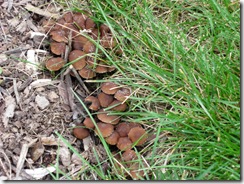 fungi in Evergreen garden