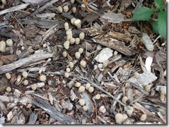 Bird's nest fungi