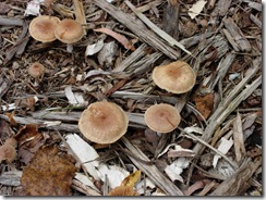 fungi in hosta garden
