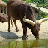 Artis