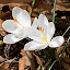 Crocus