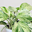 Pothos 'Marble Queen'