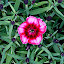 Dianthus