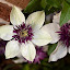 Clematis-'Sieboldii'