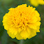 Marigold