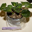 African Violet-Louisiana