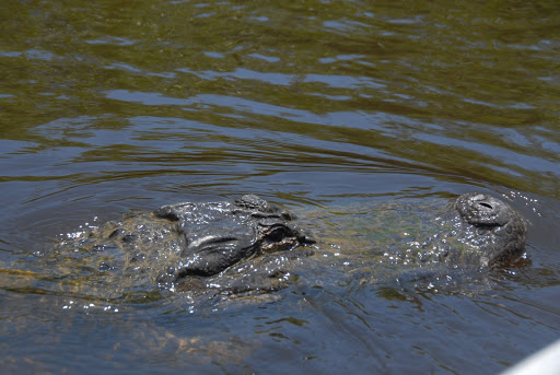 DSC_8559.JPG