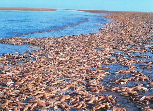Dying+starfish