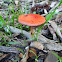 Cortinarius