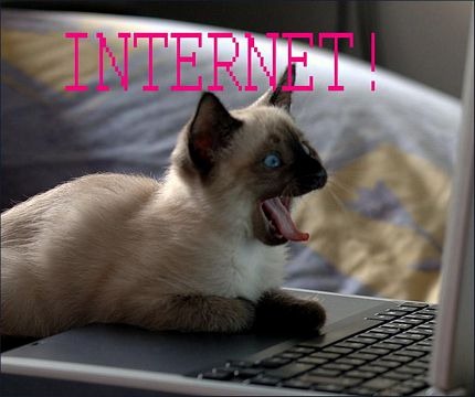 [funny_pictures_cat_internet1[2].jpg]