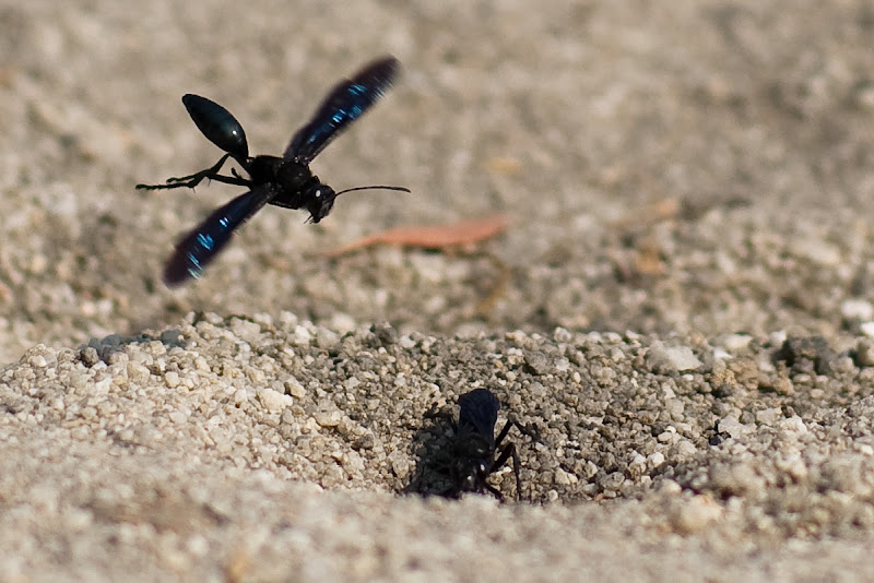 Digger wasps