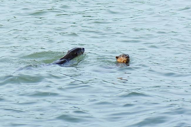 Ubin otters