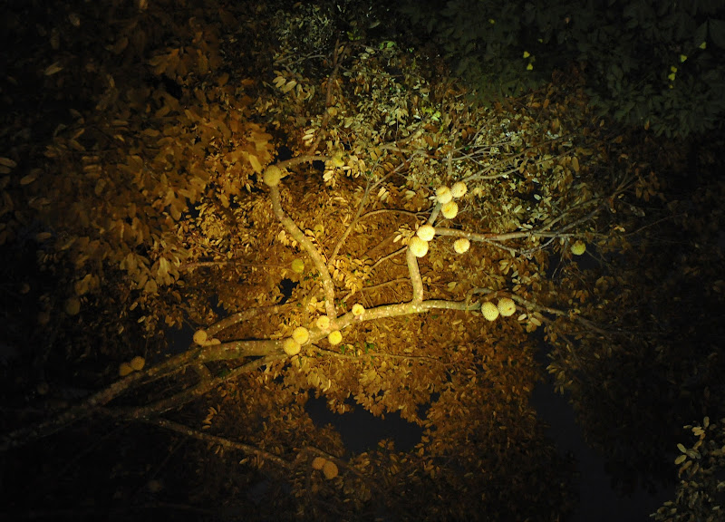 Tree full of durians