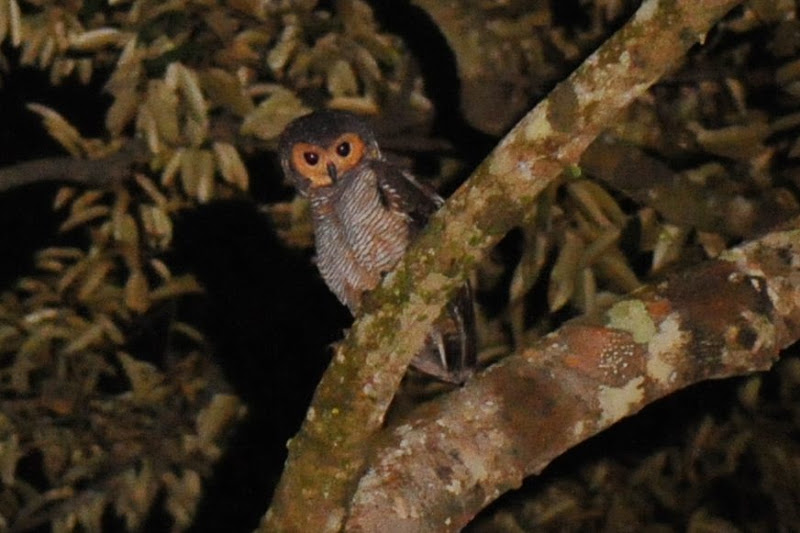 spotty wood owl