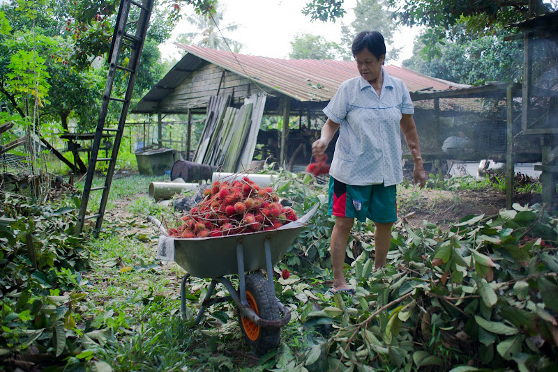 rambutan harvest