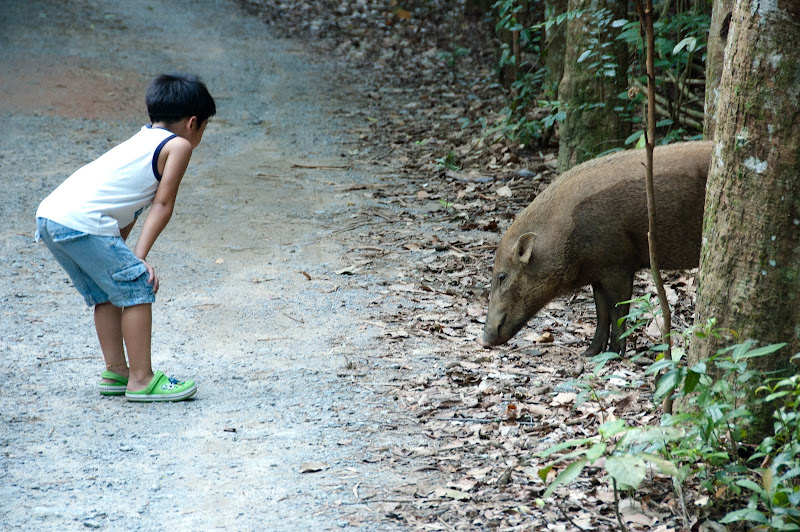 Curious boar at Chek Jawa