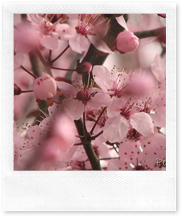 image_thumb[23]