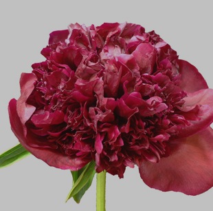 [Red-Charm-Peony[29].jpg]