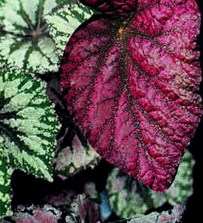 [BegoniaRexMixed[14].jpg]
