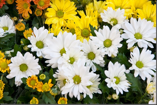 Flowers Flowers