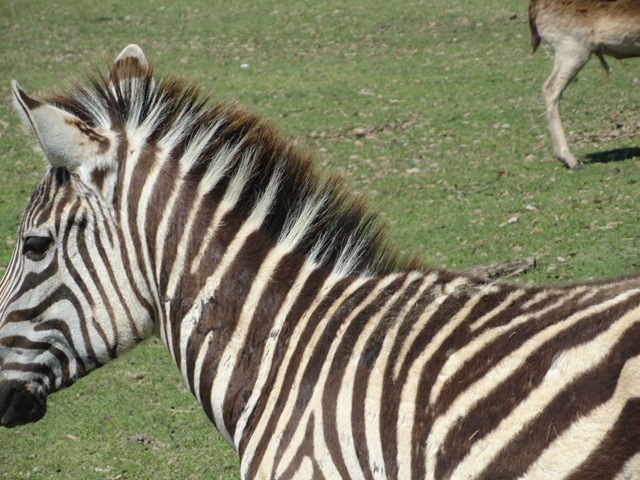 [zebra stripes great[4].jpg]