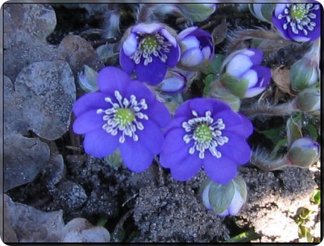 anemone anemone