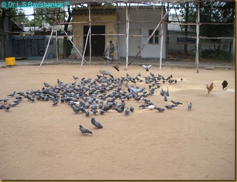 DSCN1933 DSCN1933
