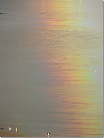 estuary 037