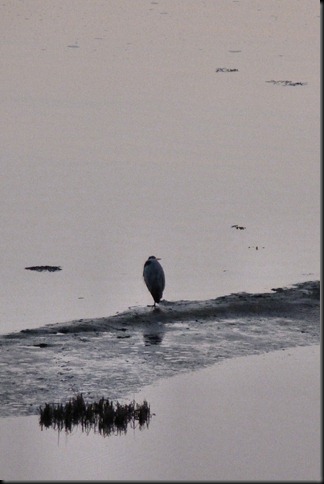 estuary 006