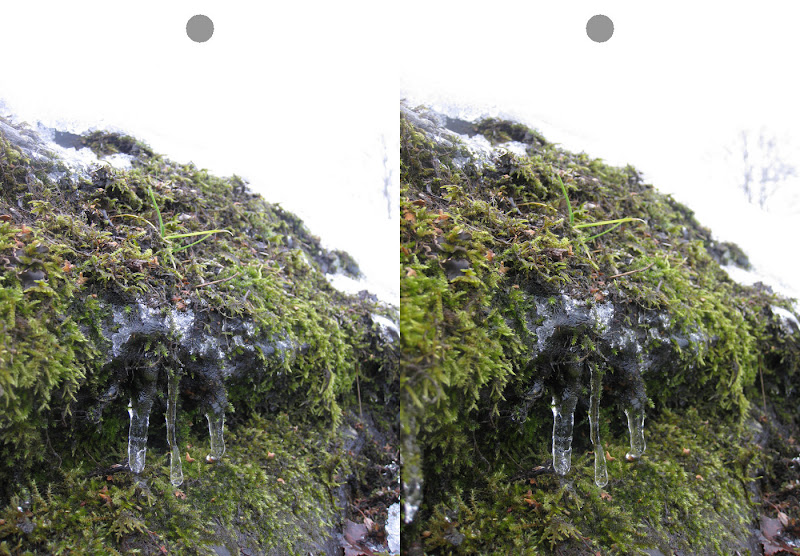 Stereogram moss with icicle