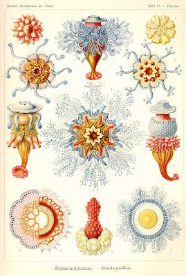 Kunst-Formen der Natur, by Ernst Haeckel