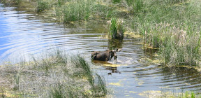 Bull moose in pond