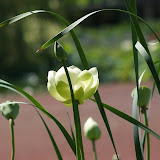 Blue Lotus