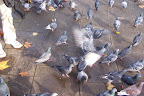  &ndash; 罗素公园 Rasel Park