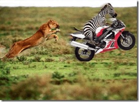 zebra lion