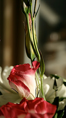 fleurs