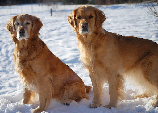 skylar engine skylar engine