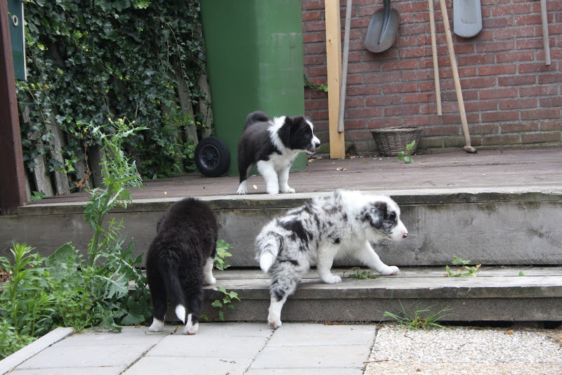 Ginger en Arrigo pups 6 wkn