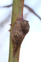 Bramengal1