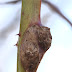 Bramengal1