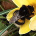 Hommel2