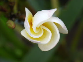 鸡蛋花
