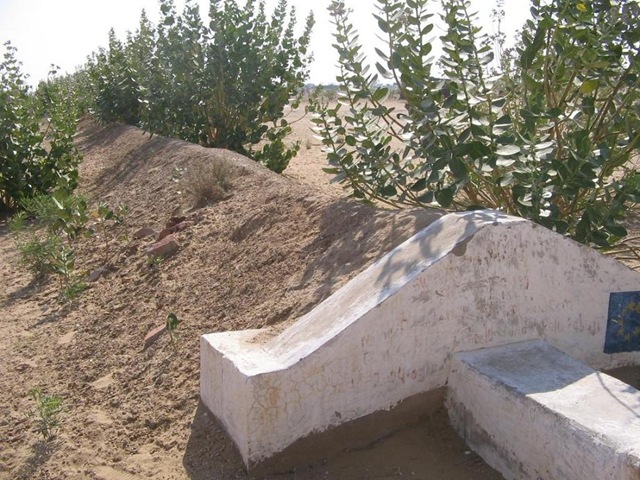 [Plantation at Khandin[4].jpg]