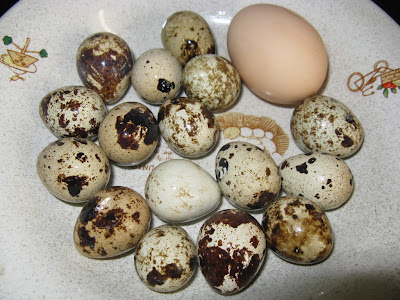 quail eggs