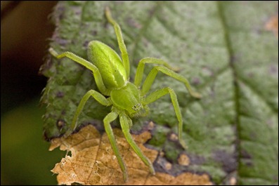 Green Huntsman