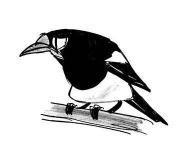 [Magpie_2[5].png]