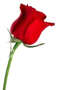 [red rose[5].jpg]