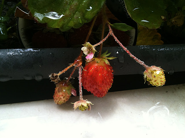 strawberries (Photo by Frances Wright)